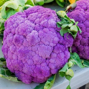 Purple cauliflower - Di sicilia violetto - 50 seeds -Brassica oleracea