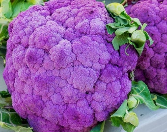 Purple cauliflower - Di sicilia violetto - 50 seeds -Brassica oleracea