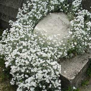 NEIGE EN ÉTÉ 1200 graines Mouron des oiseaux Cerastium tomentosum Fleur vivace image 8