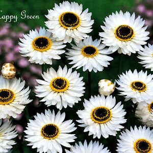 Paper Daisy Everlasting 550 SEEDS Helipterum Roseum Giant flowered mixture image 4