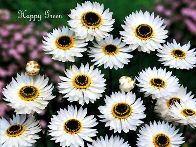 Paper Daisy Everlasting 200 SEEDS Helipterum Roseum Etsy