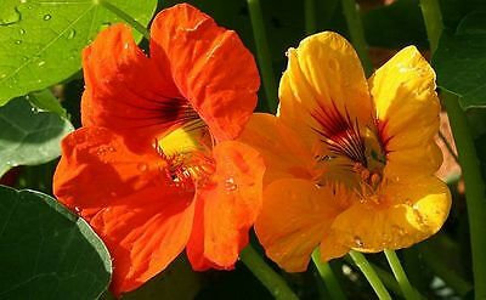 NASTURTIUM MIX Out of Africa Tropaeolum majus 60 seeds Etsy
