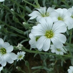 NEIGE EN ÉTÉ 1200 graines Mouron des oiseaux Cerastium tomentosum Fleur vivace image 9