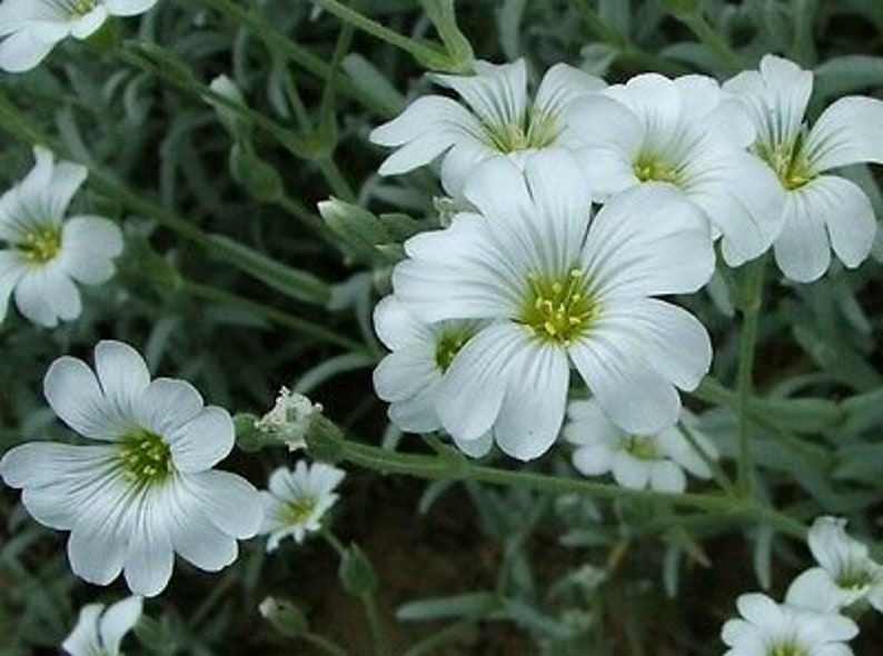 NEIGE EN ÉTÉ 1200 graines Mouron des oiseaux Cerastium tomentosum Fleur vivace image 9