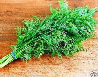 Herb - DILL - 5000 seeds - 6,5 grams - Anethum Graveolens - INTENSIVE FRAGRANT