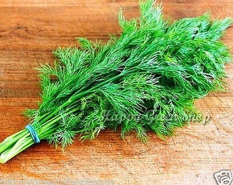 Hierba - ENELDO - 5000 semillas - 6,5 gramos - Anethum Graveolens - FRAGANCIA INTENSIVA