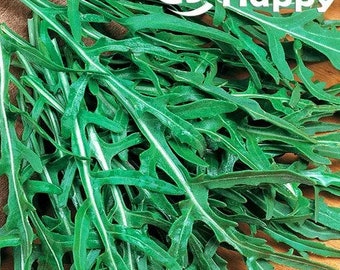 4000 vildväggsrucolafrön | Diplotaxis muralis | Rucolasallad med babyblad Grön
