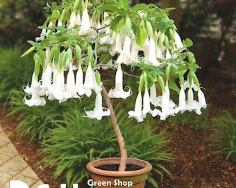 ANGEL'S TRUMPETS SINGLE Blanc - 8 graines - Datura brugmansia - Arbuste ligneux tropical