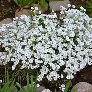 NEIGE EN ÉTÉ 1200 graines Mouron des oiseaux Cerastium tomentosum Fleur vivace image 2