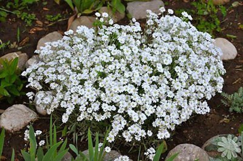 NEIGE EN ÉTÉ 1200 graines Mouron des oiseaux Cerastium tomentosum Fleur vivace image 2