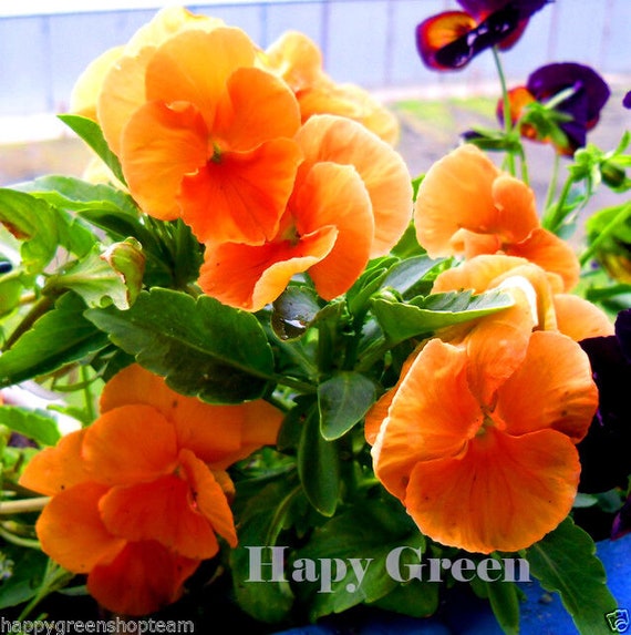 Pansy Swiss Giant - Orange Without Blotch - 300 Seeds - Biennial