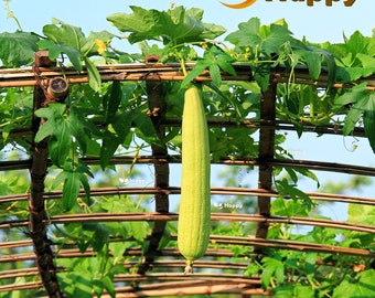 Luffa seeds - Vegetable sponge - 15 seeds - Loofah - Luffa Cylindrica seeds - Vegetable seeds
