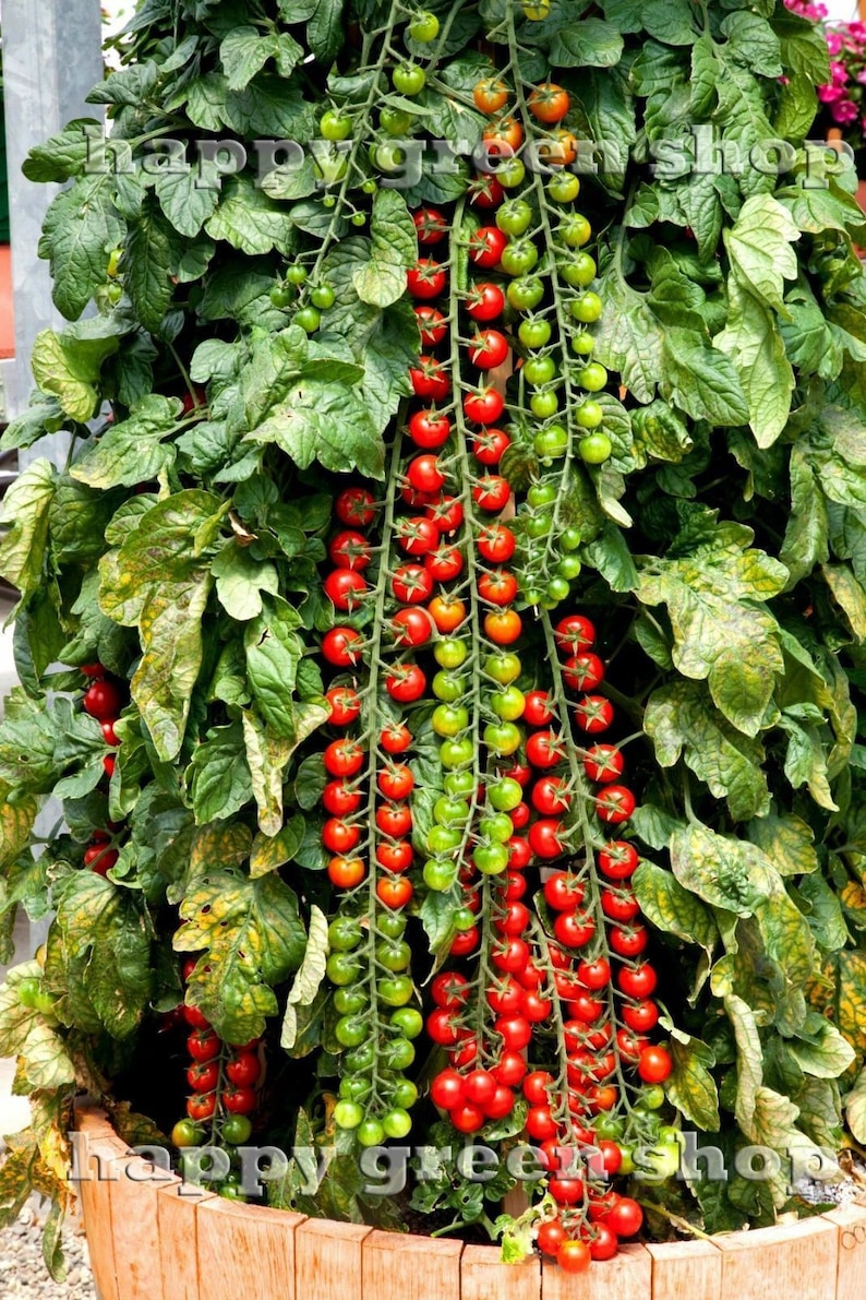 SWEET MILLION TOMATO F1 15 Certified seeds Cherry Tomato ...