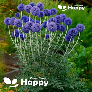 Cardo blu - 60 SEMI - Echinops Ritro - FIORE PERENNE