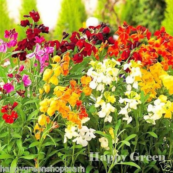 Wallflower - MY FAIR LADY - 500 Seeds - Cheiranthus Cheiri - Biennial Flower  - Etsy Denmark