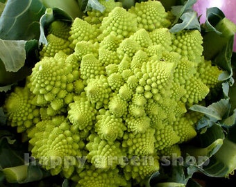 Vegetable - CAULIFLOWER - ROMANESCO NATALINO - 500 seeds