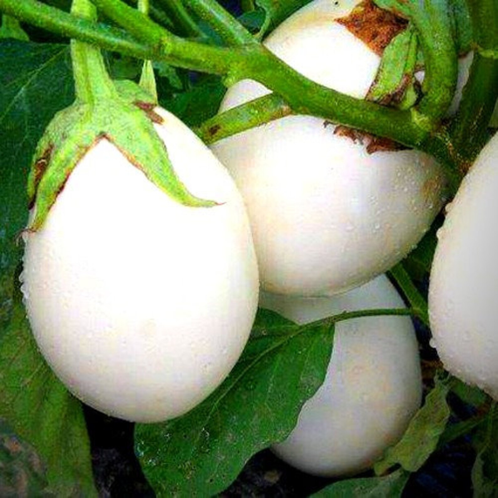 Vegettable AUBERGINE GOLDEN EGGS 20 Seeds White to Etsy