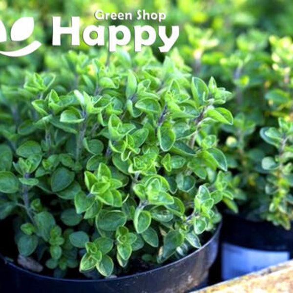 HERB GREEK OREGANO 2000 Samen - Origanum hirtum - Stärkerer Geschmack als O. vulgare