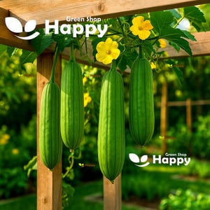 Peut inclure: Quatre courges luffa vertes suspendues à une structure en bois, avec des fleurs jaunes et des feuilles vertes. L'image comprend le texte "Green Shop Happy".