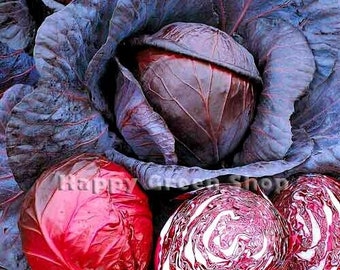 May include: Close-up of red cabbage heads. The cabbage is a deep red colour with some white veins. The cabbage is surrounded by purple leaves.