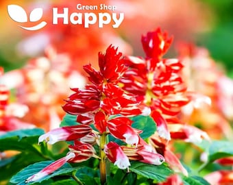 Può includere: Primo piano di fiori di salvia rossi e bianchi con foglie verdi. I fiori sono in fiore e hanno un aspetto delicato e piumato. Lo sfondo è sfocato e fuori fuoco.
