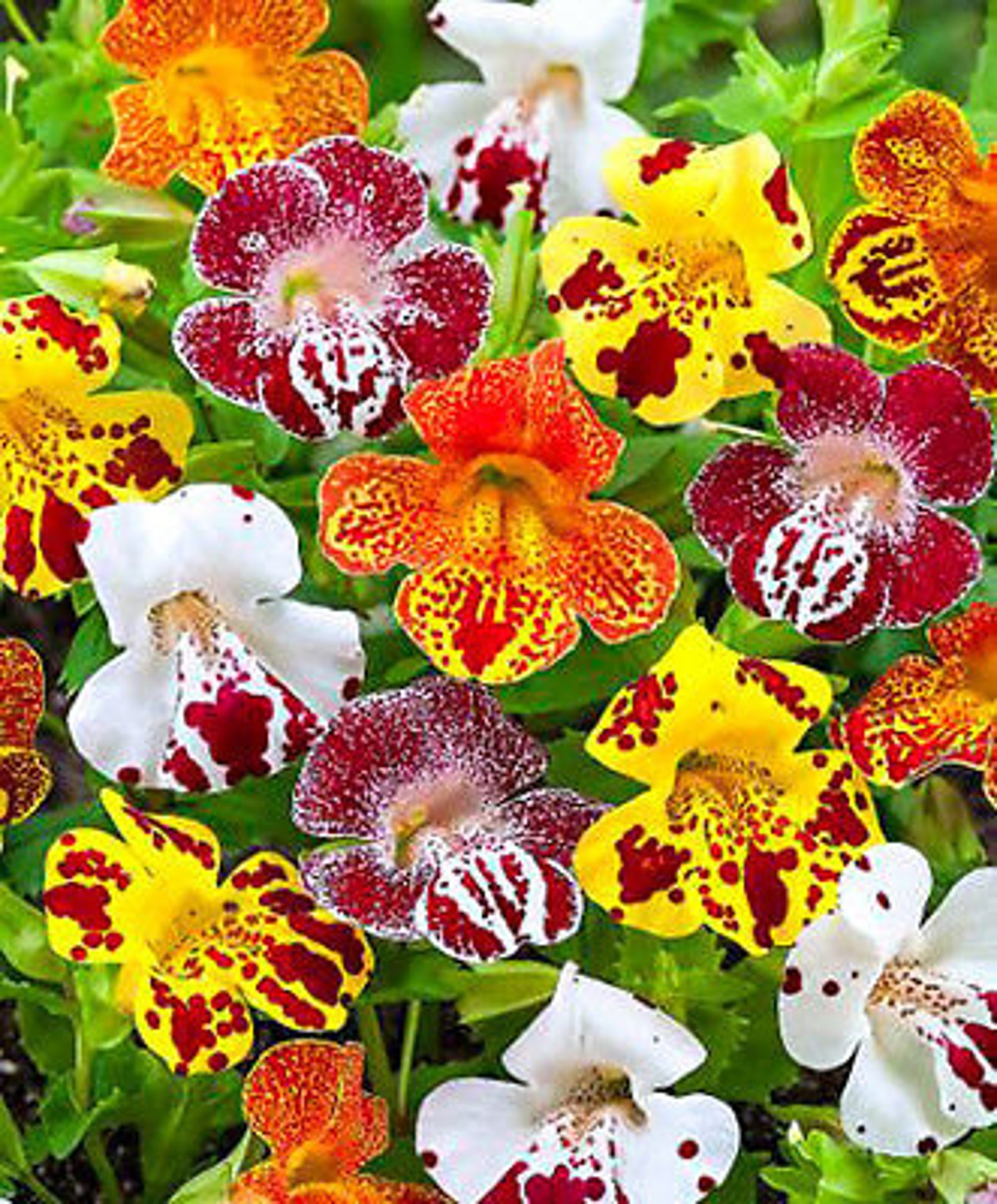 3200 Seeds Tiger Monkey Flower MIX Mimulus Tigrinus Etsy UK