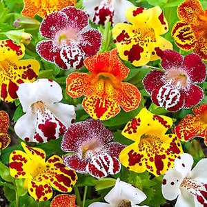 3200 seeds Tiger Monkey Flower MIX - Mimulus tigrinus