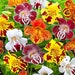 see more listings in the Flowers - Annual  section