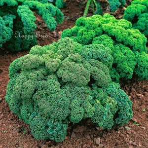 VEGETABLE KALE Borecole Dwarf Green Curled 1000 SEEDS Winter hardy image 2