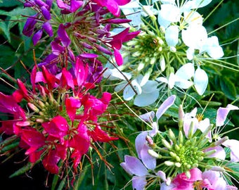 Fleur d'araignée - MÉLANGE DE COLORIAGE POUR FOUTAINE - 600 graines - Cleome Hassleriana