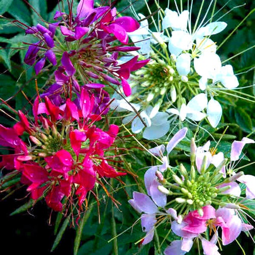 Spider Flower - COLOR FOUTAIN MIXTURE - 600 seeds - Cleome Hassleriana