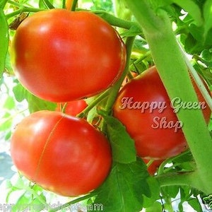 Puede incluir: Primer plano de tomates rojos maduros creciendo en una vid. Los tomates son redondos y lisos, con un acabado brillante. La vid es verde y frondosa, con algunos tomates verdes peque&ntilde;os tambi&eacute;n visibles.