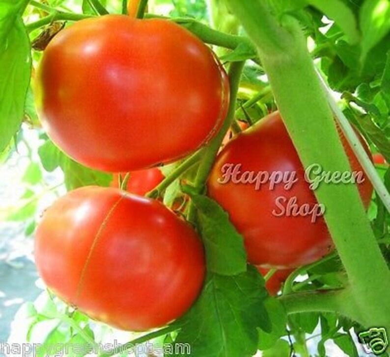 Puede incluir: Primer plano de tomates rojos maduros creciendo en una vid. Los tomates son redondos y lisos, con un acabado brillante. La vid es verde y frondosa, con algunos tomates verdes peque&ntilde;os tambi&eacute;n visibles.