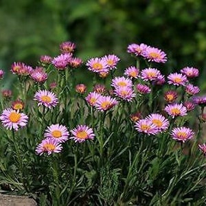 ALPINE ASTER Mixed COLOURS 150 seeds Aster Alpinus Rockery Flower image 5