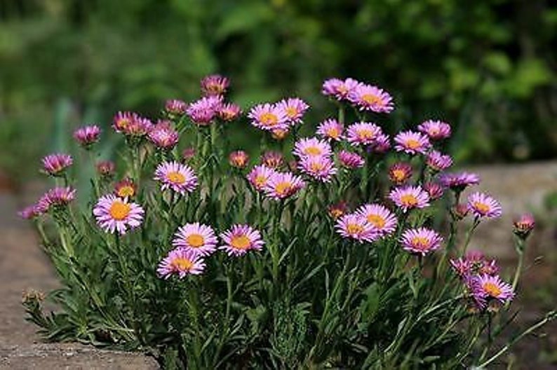 ALPINE ASTER Mixed COLOURS 150 seeds Aster Alpinus Rockery Flower image 5