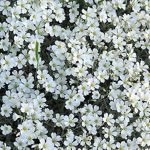 NEIGE EN ÉTÉ 1200 graines Mouron des oiseaux Cerastium tomentosum Fleur vivace image 6