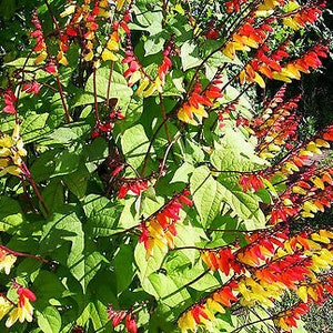 May include: A close-up of a vine with red and yellow flowers. The flowers are in clusters and are blooming on a green vine. The vine is growing in a garden.