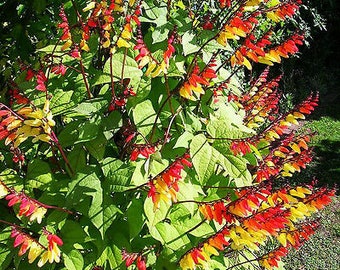 Exotic Love Flower Ipomoea 40 seeds Mina Lobata Spanish Flag Exotic Love Flower Ipomoea 40 seeds Mina Lobata Spanish Flag