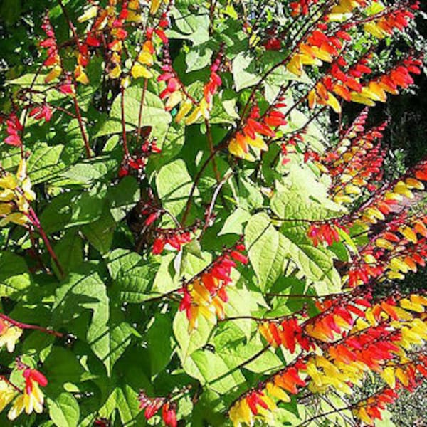 Passion Flower Seeds Etsy