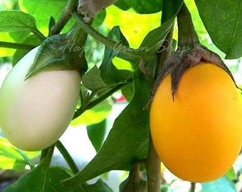 Vegettable - AUBERGINE - GOLDEN EGGS - 20 seeds -  White To Yellow - Solanum m.