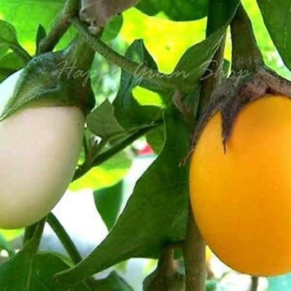 Vegettable - AUBERGINE - GOLDEN EGGS - 20 seeds -  White To Yellow - Solanum m.