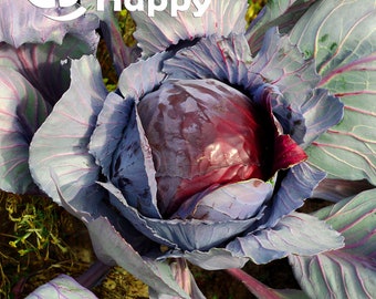 May include: A close-up of a red cabbage with purple-tinged leaves. The cabbage is surrounded by other leaves, and the text "Green Shop Happy" is visible in the top centre of the image.