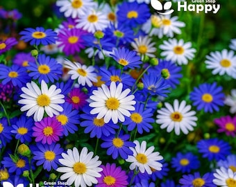 SWAN RIVER DAISY Mix - 5000 nasion - Brachyscome iberidifolia - Kwiat jednoroczny
