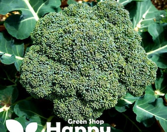 200 Samen Grüner Brokkoli Limba Calabrese | Brassica oleracea | Gemüsegartensamen