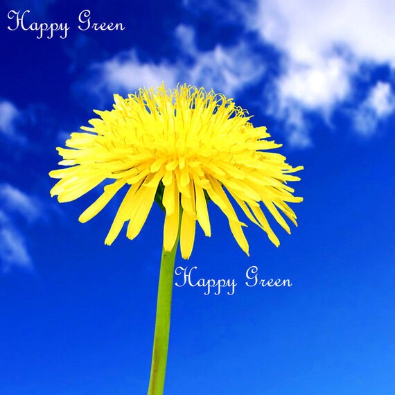 5000 Semillas De Diente De León Silvestre (Taraxacum Officinale) Para Tortugas Terrestres, Comestible Para Ensaladas E Infusiones, Siembra Fácil De Marzo A Octubre