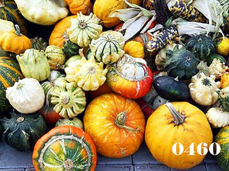 MIX OF GOURDS 25 Seeds Ornamental Gourds Cucurbita Pepo Etsy