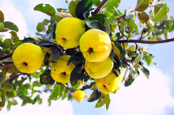 20 ORGANIC JAPANESE QUINCE TREE SEEDS Chaenomeles japonica NON GMO Bonsai
