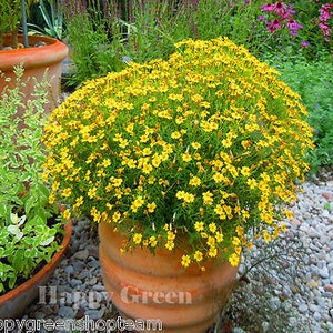 Signet marigold Lemon Gem 450 seeds tagetes tenuifolia Balcony plant image 1