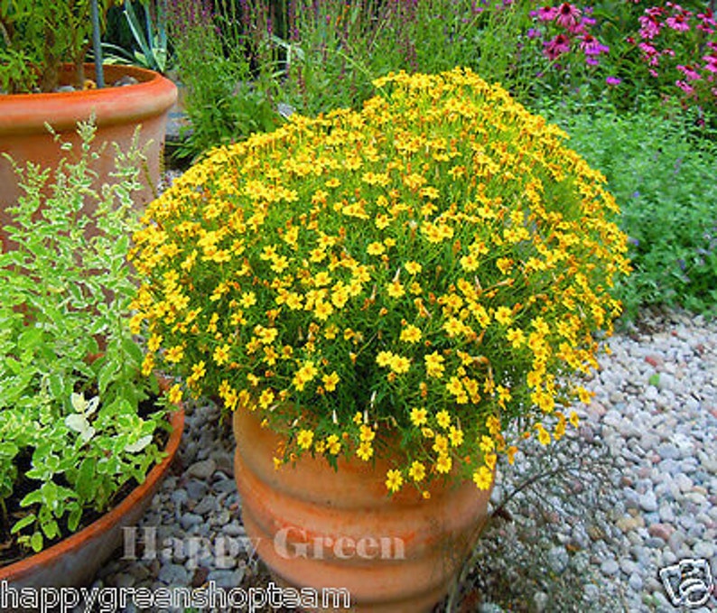 Signet marigold Lemon Gem 450 seeds tagetes tenuifolia Balcony plant image 1