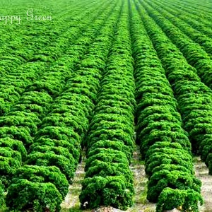 VEGETABLE - KALE - Borecole Dwarf Green Curled - 1000 SEEDS - Winter hardy